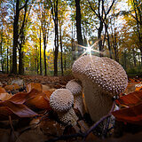 Mushrooms